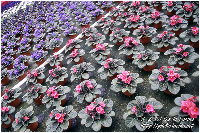Flower Bed - Best Of Netherlands, Netherlands