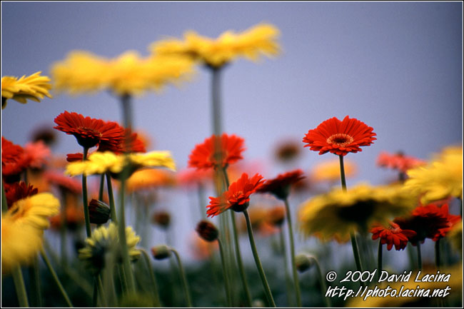 Everyone Has His Flower.. - Best Of Netherlands, Netherlands