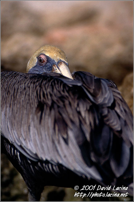 Brown Pelican Sleeping - Best Of Curaçao, Curaçao
