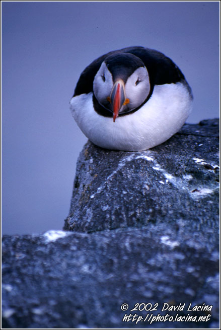 Puffin - Best of 2002, Norway