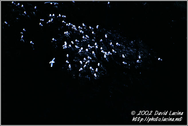 Birds On The Rock - Best of 2002, Norway