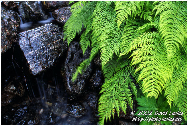 Fern By Stream - Best of 2002, Norway