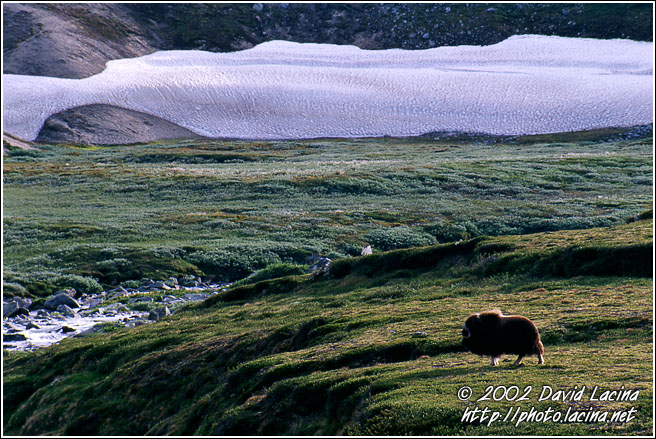 Musk-ox - Best of 2002, Norway