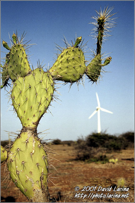 Cactus - Best Of Curaçao, Curaçao