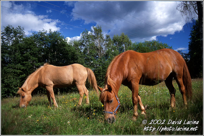 Horses - Best of 2002, Norway