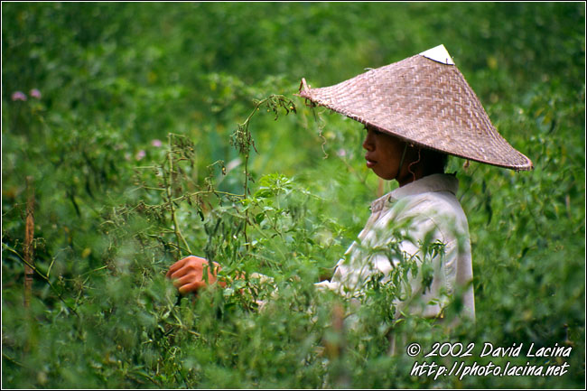 Picking Up Chilli - Lake Maninjau, Indonesia