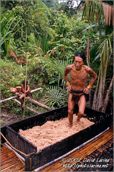 Processing Of Sago - Siberut island, Indonesia