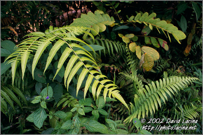 Flora Of Siberut - Siberut island, Indonesia
