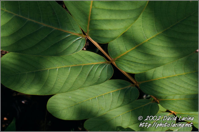 Flora Of Siberut - Siberut island, Indonesia