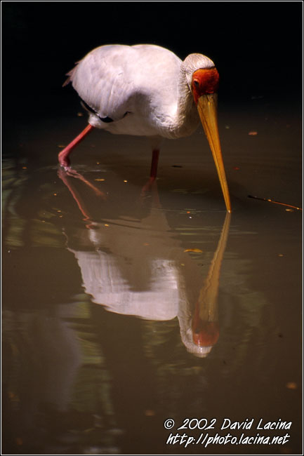 In The Bird Park - Kuala Lumpur, Malaysia