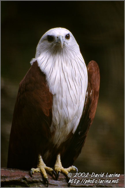 The Eagle - Kuala Lumpur, Malaysia
