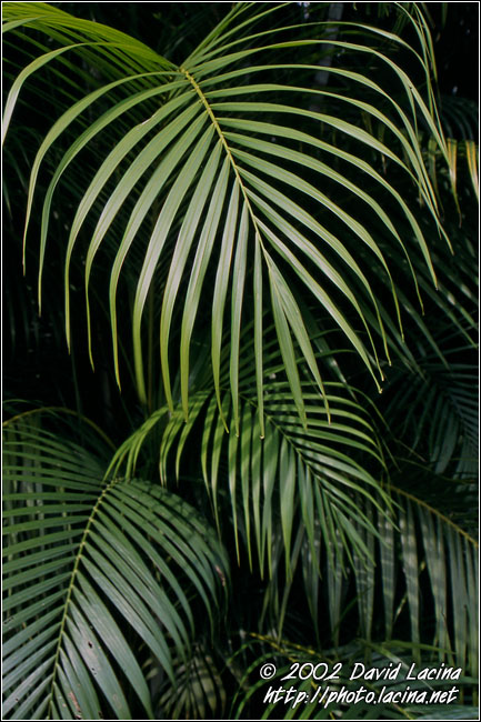 Leaves - Kuala Lumpur, Malaysia