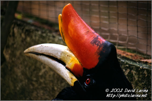Hornbill - Kuala Lumpur, Malaysia