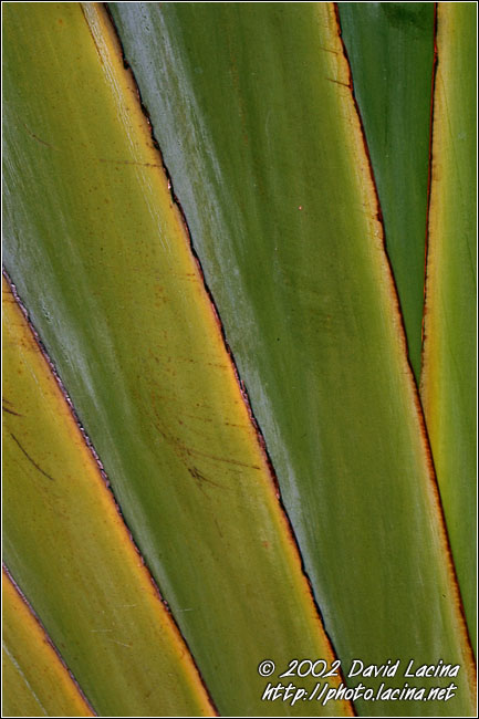 Leaf Abscraction - Langkawi, Malaysia