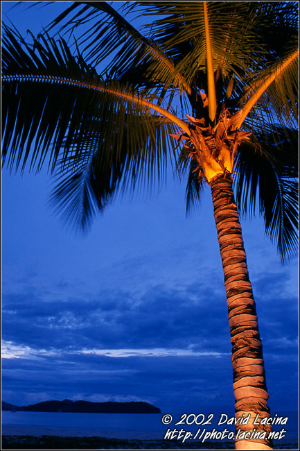 Lighted Palm Tree - Langkawi, Malaysia