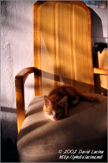 Cat In Chair - Langkawi, Malaysia