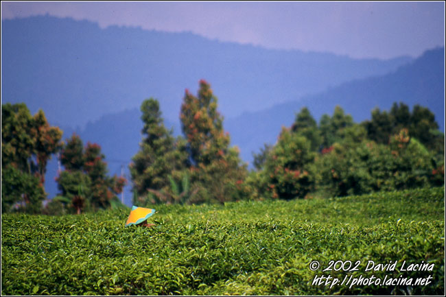 Try To Find HIM :) - Kerinci, Indonesia