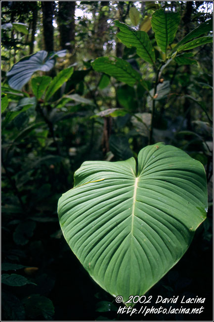 Kerinci Jungle - Kerinci, Indonesia