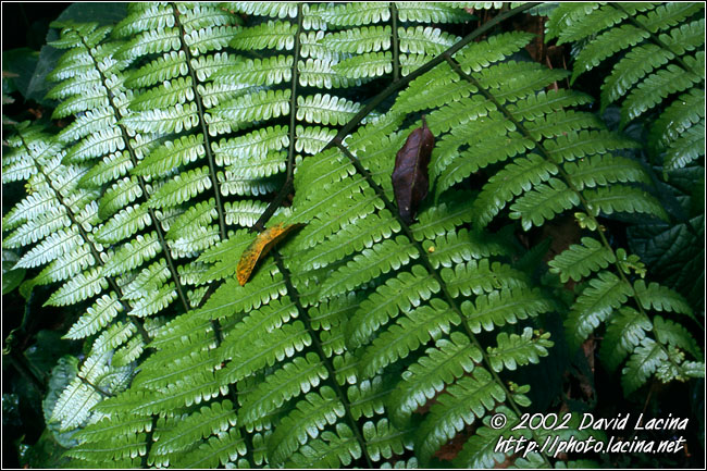 In The Jungle - Kerinci, Indonesia