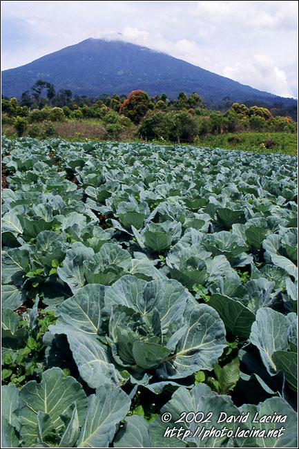 Mt. Kerinci - Kerinci, Indonesia