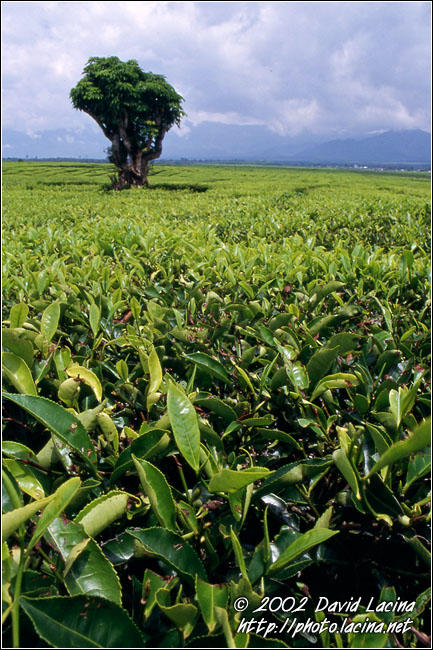 Tea Plantation - Kerinci, Indonesia