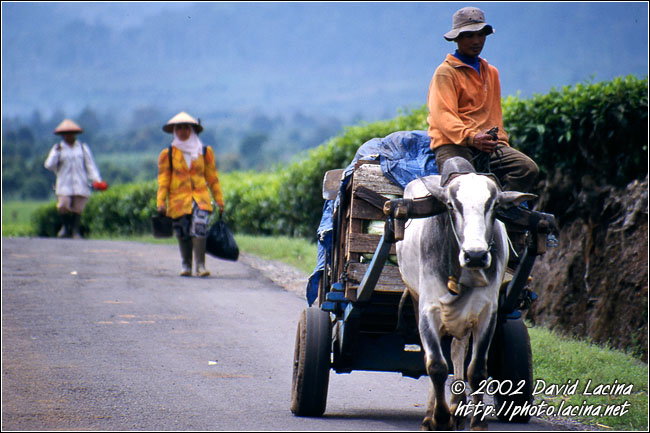 Comming Back From Field - Kerinci, Indonesia