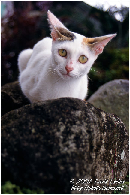 The Cat - Kerinci, Indonesia