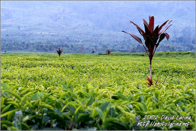 Tea Plantation - Kerinci, Indonesia