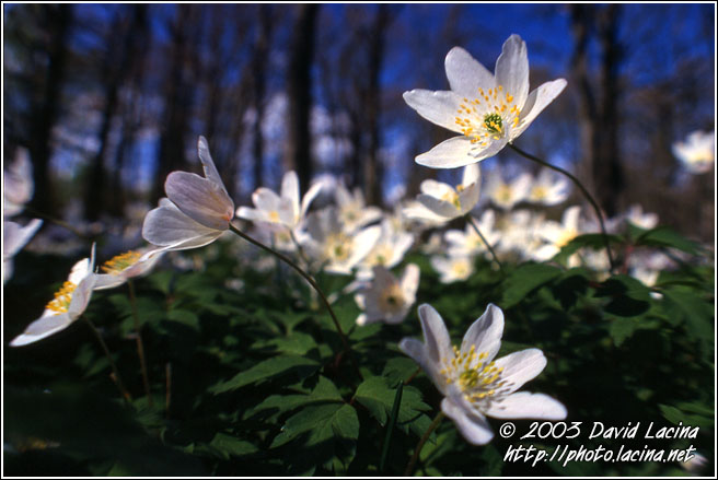 Flowers In Bloom - Best of 2003, Norway