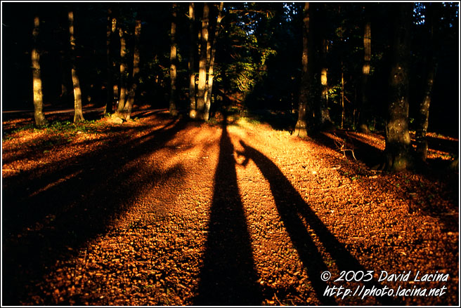 Work In Wood - Best of 2003, Norway