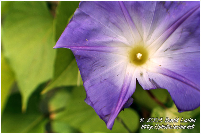 Flowers Abstraction I. - Best of 2003, Norway
