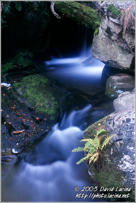 Stern By River II. - Northern Moravia, Czech republic