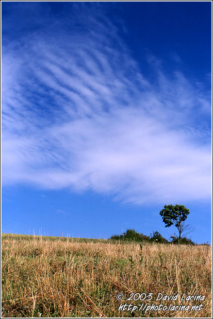 Bush Of Morkov I. - Northern Moravia, Czech republic