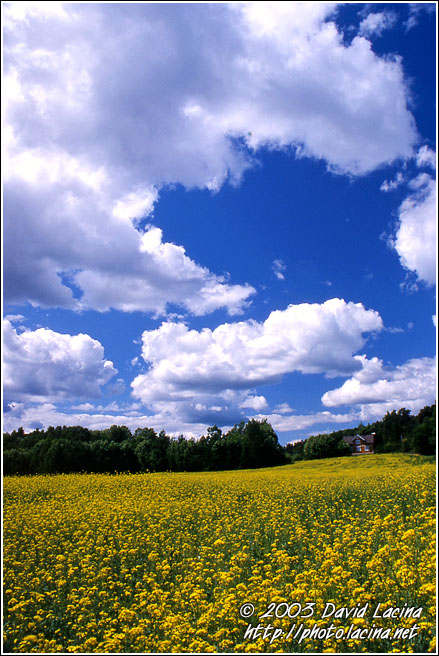 Field&Clouds I. - Best of 2003, Norway