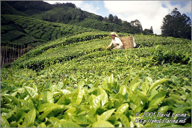Picking Up Tea - Cameron Highlands, Malaysia