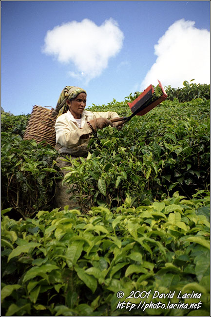 Plantation Worker - Cameron Highlands, Malaysia