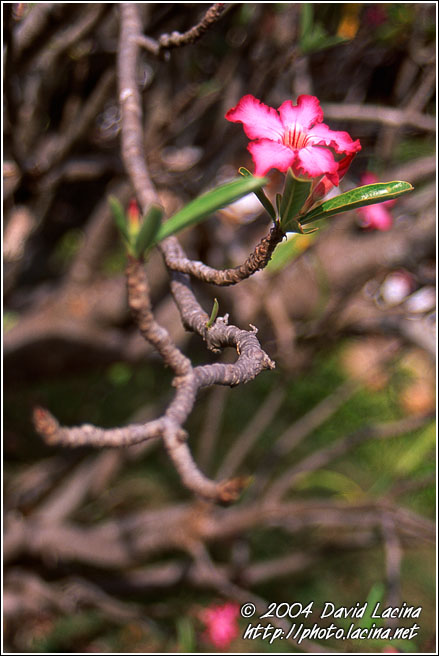 For You, My Love.. - Larabanga, Ghana
