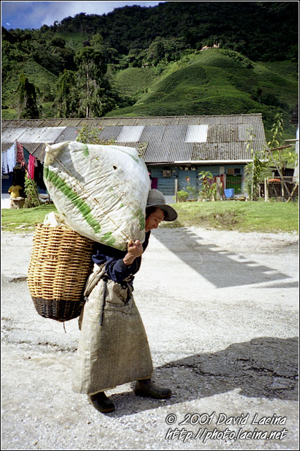 Plantation Worker - Cameron Highlands, Malaysia