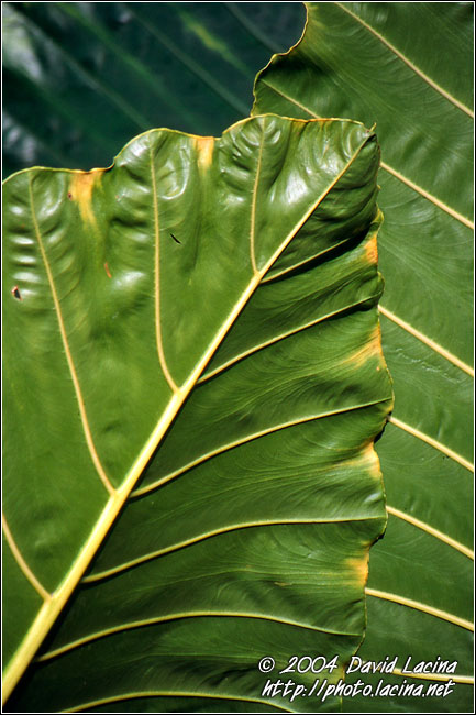 Leaf Abstraction - Brenu beach, Ghana