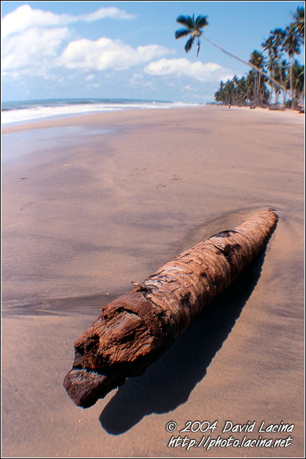 Trunk On A Beach - Brenu beach, Ghana