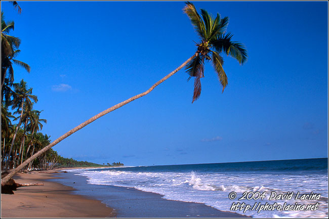 Coconut Tree - Brenu beach, Ghana