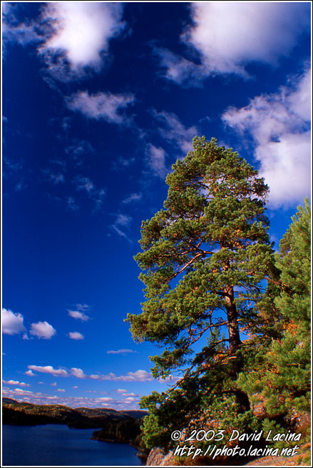 Pine By Goksjoa - Best of 2003, Norway