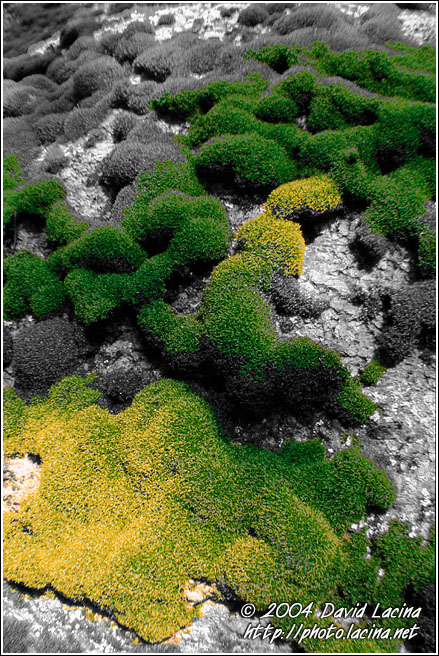 Green Oasis - Best of 2004, Norway