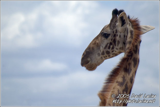 Do Not Disturb - Tarangire NP, Tanzania