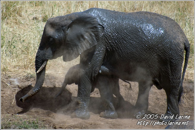 Lets Take A Dust Shower - Tarangire NP, Tanzania