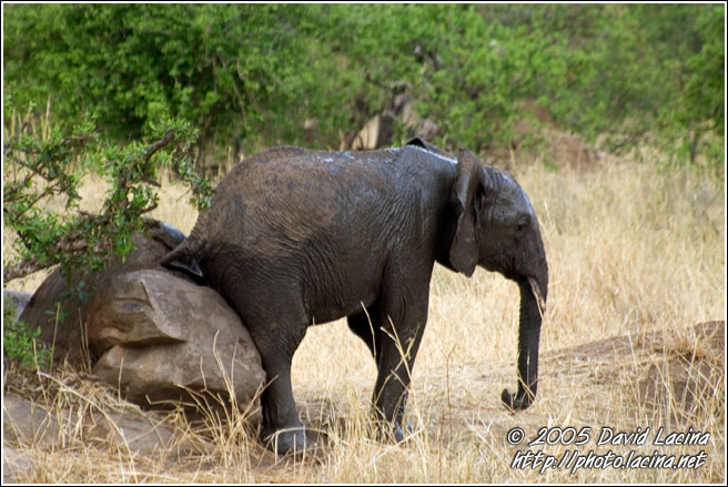 No Comment - Tarangire NP, Tanzania