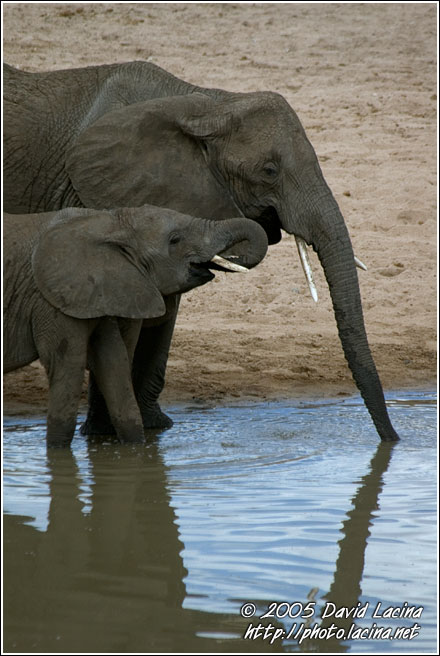 Family Business - Tarangire NP, Tanzania