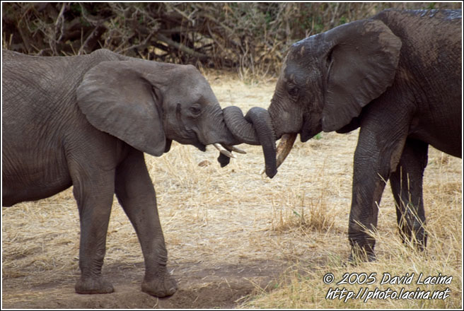 Love You! - Tarangire NP, Tanzania