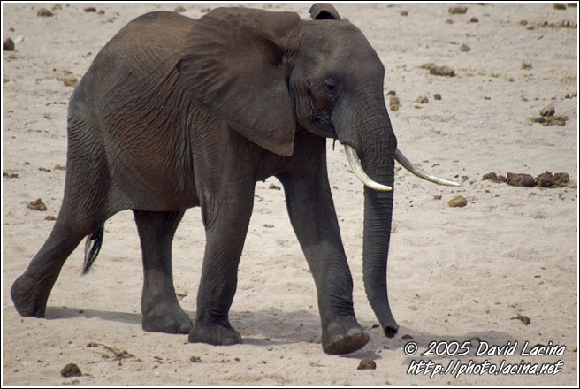 Wait For Me! - Tarangire NP, Tanzania