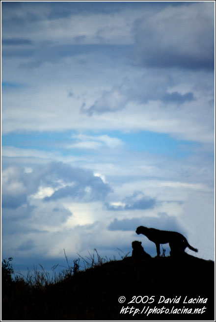 This Is My Kingdom - Tarangire NP, Tanzania